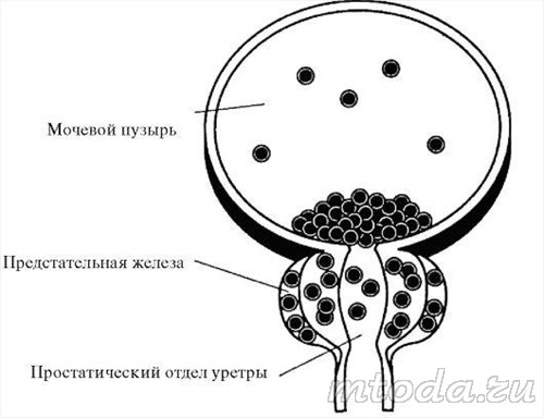 Размещение ?-адренорецепторов в мочевом пузыре, предстательной железе и простатическом отделе мочеиспускательного канала
